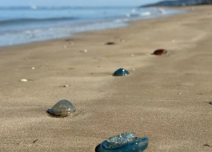 Beautiful Historic Close To Deauville